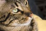 Ocicat je nefalšovaná domácí kočkovitá šelma, která dokonce i aportuje