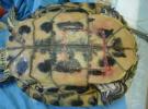 Operace želvy nádherné (Trachemys scripta elegans)